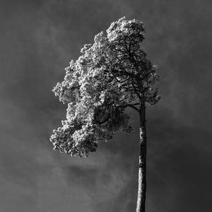 Wind