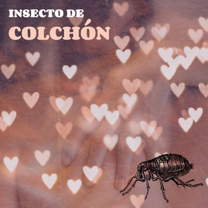 Insecto de Colchón