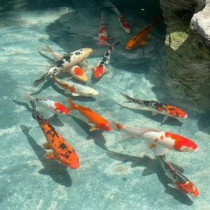 胡桃嗷（片段）