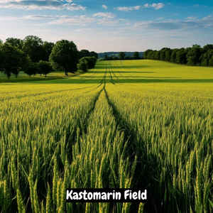 Field