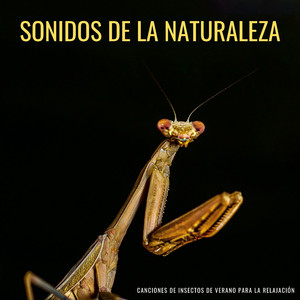 Mariquitas Calmantes
