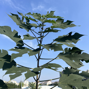 清风徐来吹动衣衫