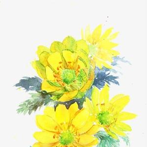 福寿草（翻自 初音ミク）