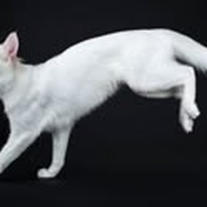 USE THIS GOSPEL (sped up)