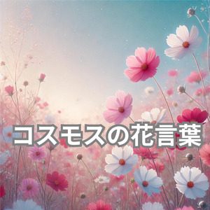 コスモスの花言葉