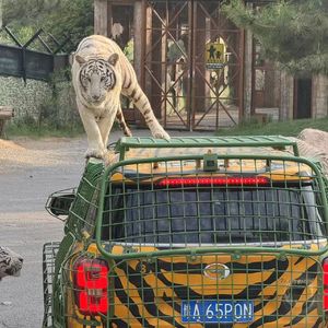 量子思念的纠缠幻梦