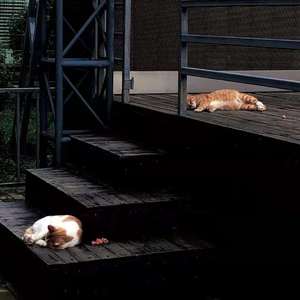 浪漫主义小红歌（翻自 姜云升）