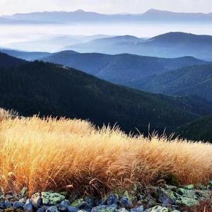 我在等待属于你的花开