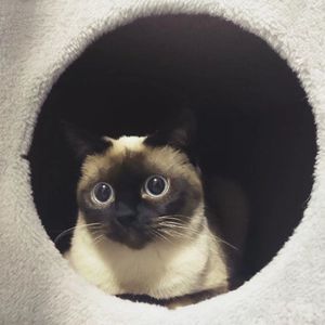 孺一 伴奏