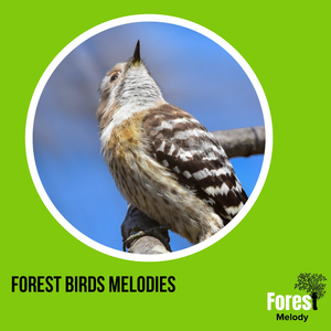 Set a Tranquil Mood with the Sound of the Breeze