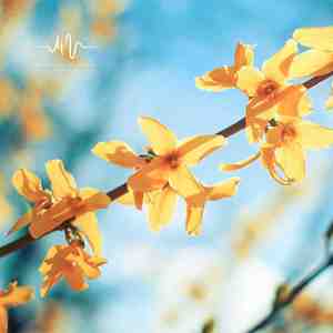 院前的树 (钢琴)