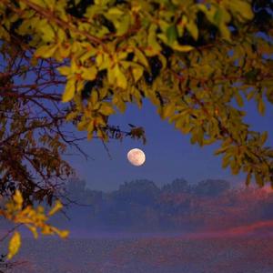 昭昭（广播剧《凤凰图腾》主题曲ED）