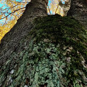 Det är vi som är den röda tråden (feat. Michael)