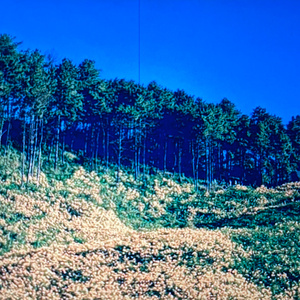 ถามเธอ ?