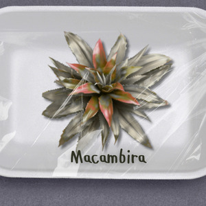 Macambira