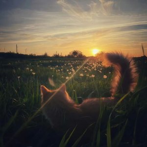 孤芳落子