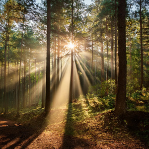 Dinámica De Relajación Sutil