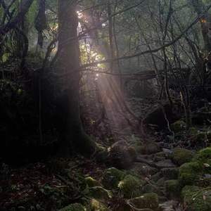 Elf Forest（剧目选段《精灵之歌》）