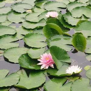 24式简化太极拳音乐(口令)(改编版)