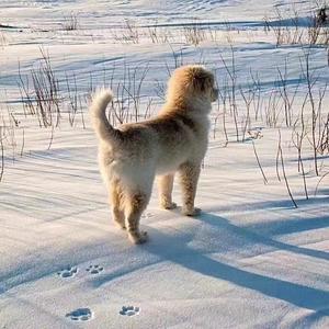 哪里都是你（温柔完整女版）