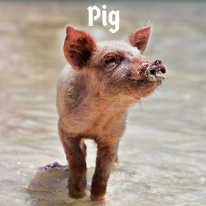 Pig