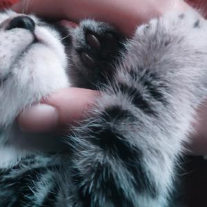 Chatrüge/シャリューゲ（翻自 音街ウナ）