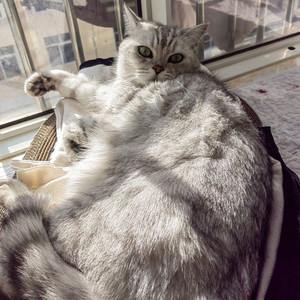 拜托（Cover孙晨）