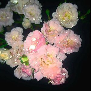 “熊出没强哥暖心语录”