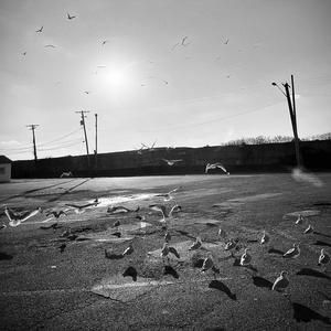 Gulls