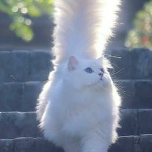 For The Night (sped up)