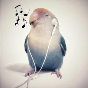 Reimburse (birds)