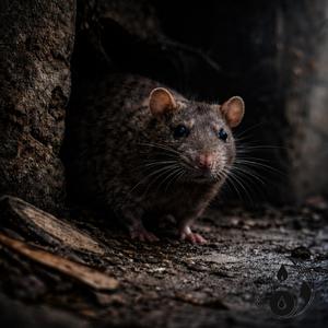 Rat (English Version)
