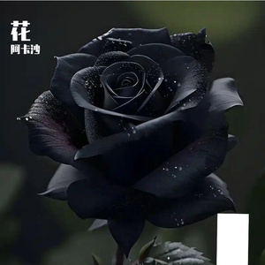 落花吟(Prod By TRIGGER)