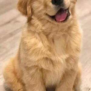 Умри_ если меня не любишь