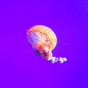 Psychedelics