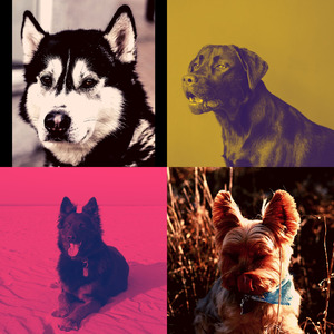 一尘不染小狗印象数