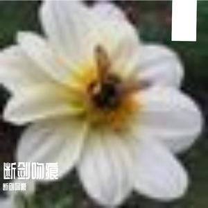 乡村麦浪间的轻快风吟