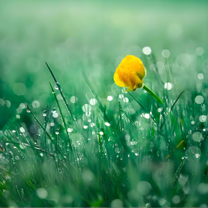 大自然白噪音：滴答的水滴声