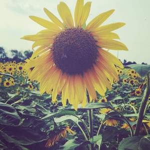 好感觉（Remix&翻唱）（Cover 戴佩妮）