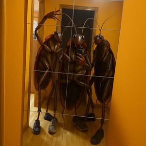 Trapping Roach