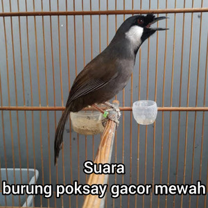Suara Burung Poksay Gacor Istimewa