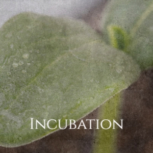 Incubation
