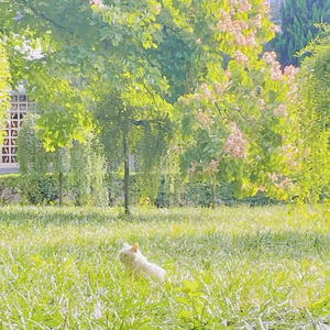 阮Stella-早起身体棒棒（阮Stella remix）