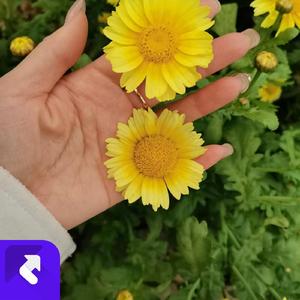 塞北的雪 (现场)