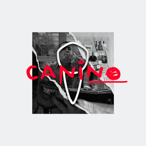 Canino