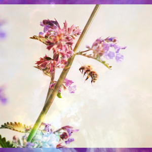 ミツバチ （Subscription ver.）