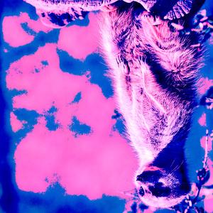 MiAkAtZ (feat. ROOV)