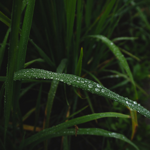 เสียงฝนป่าธรรมชาติ