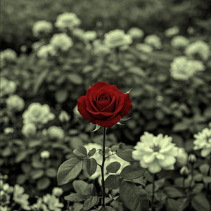 Cinta Adalah Penghargaan