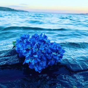 Xanthous Blue Suite II